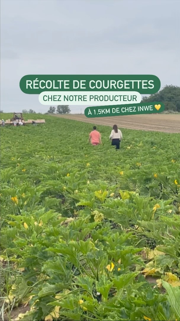 Nous nous sommes rendus chez notre producteur de courgettes pour la récolte 🌾

#courgette #agriculteurs #recolte #local #ecoresponsable #loiretcher #champ #reels